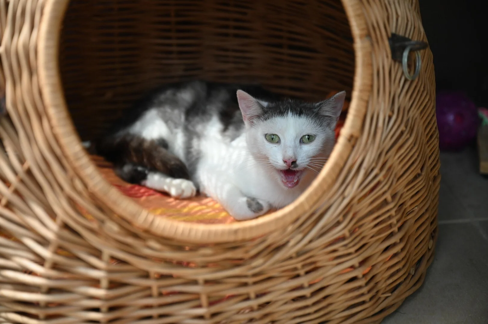 Nora
