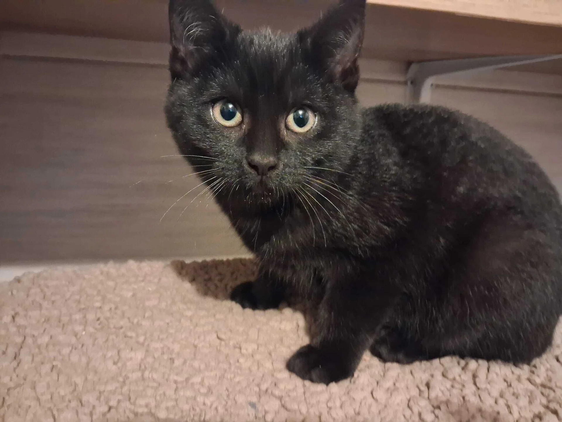 Ronja – Tierheim Leisnig