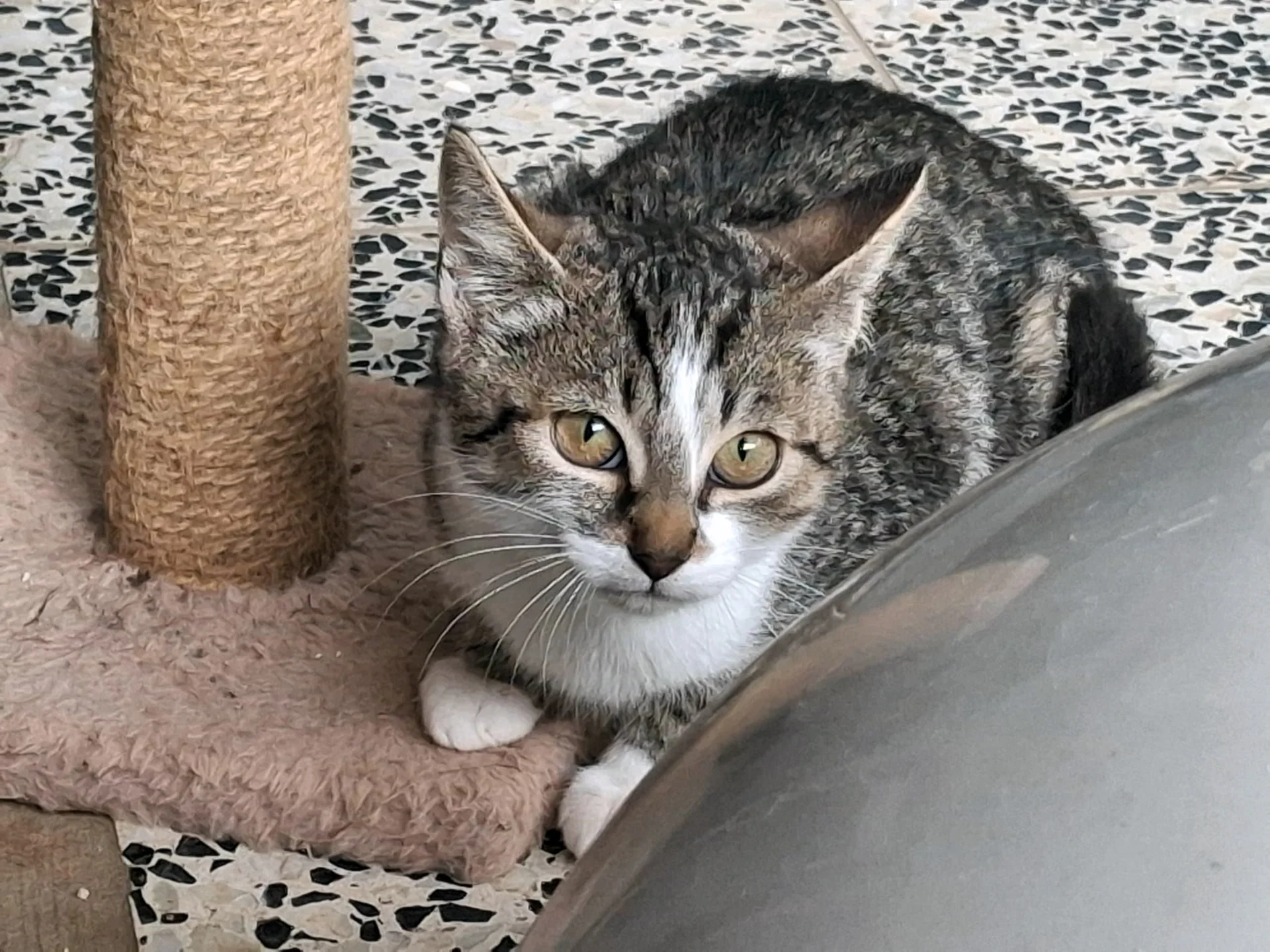 Sally – Tierheim Leisnig