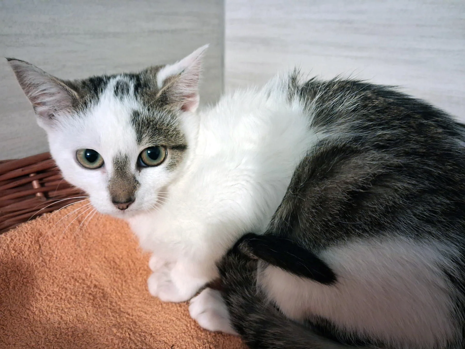 Sunny – Tierheim Leisnig