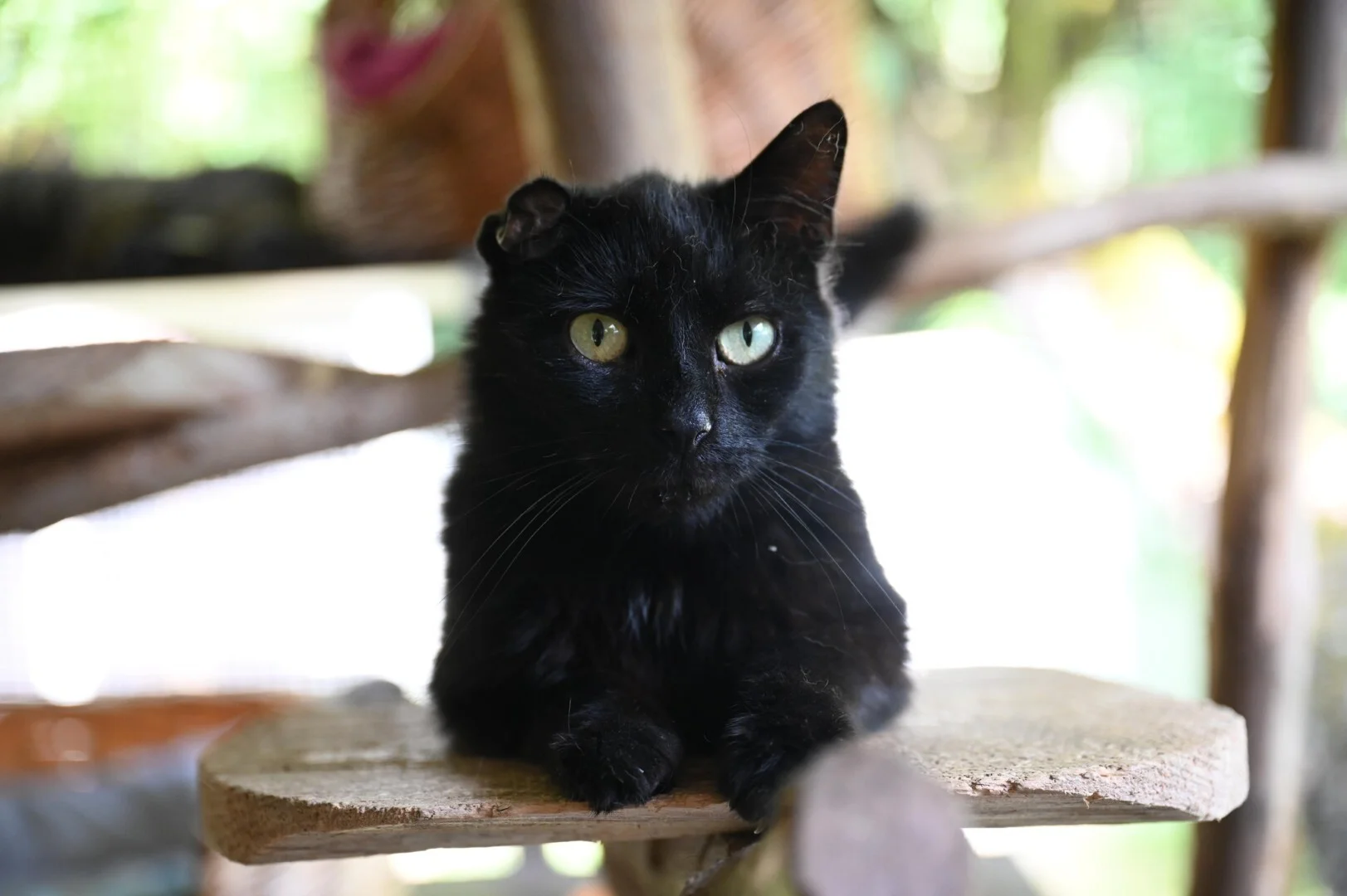 Tabby