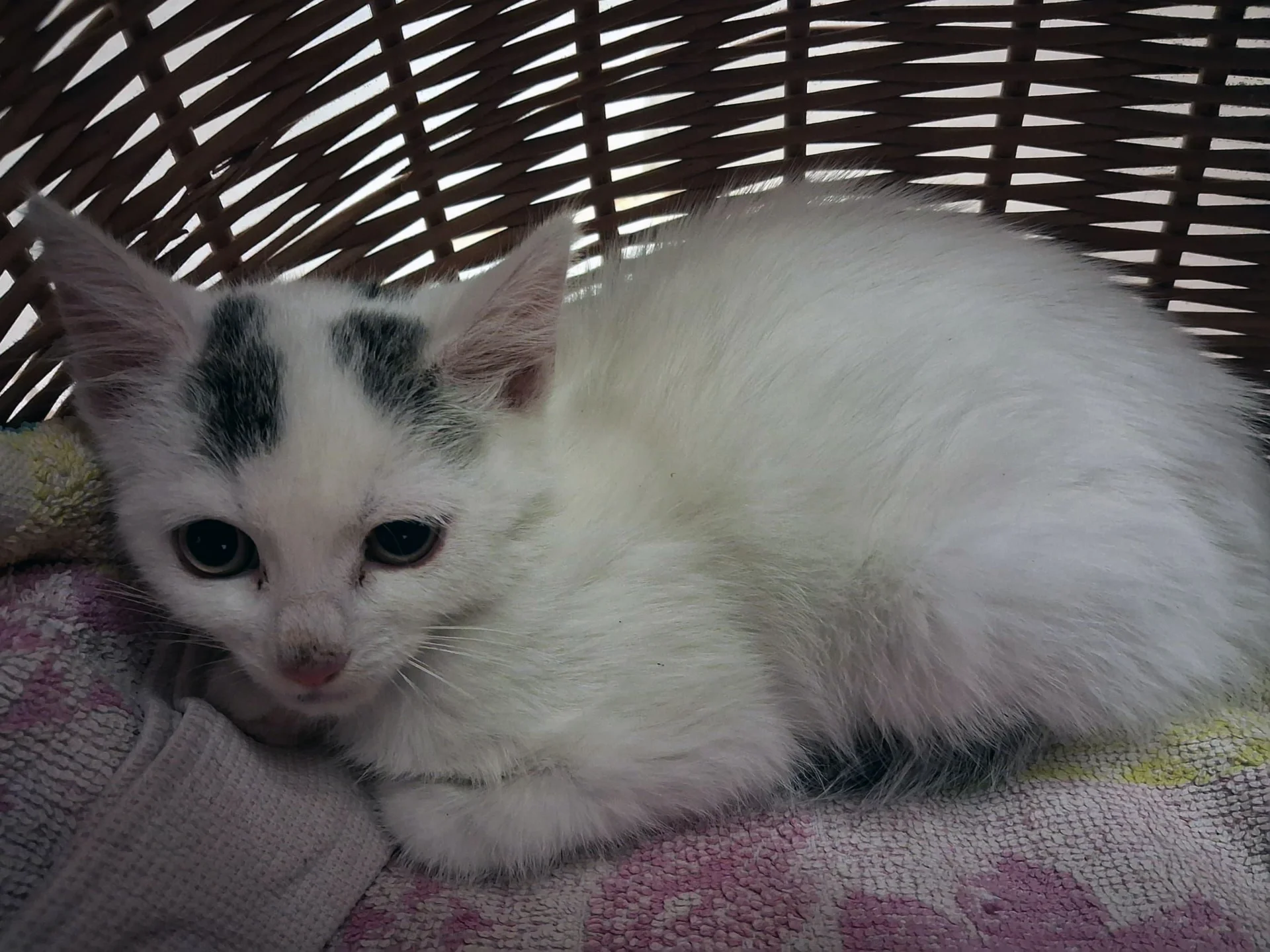 Taffy