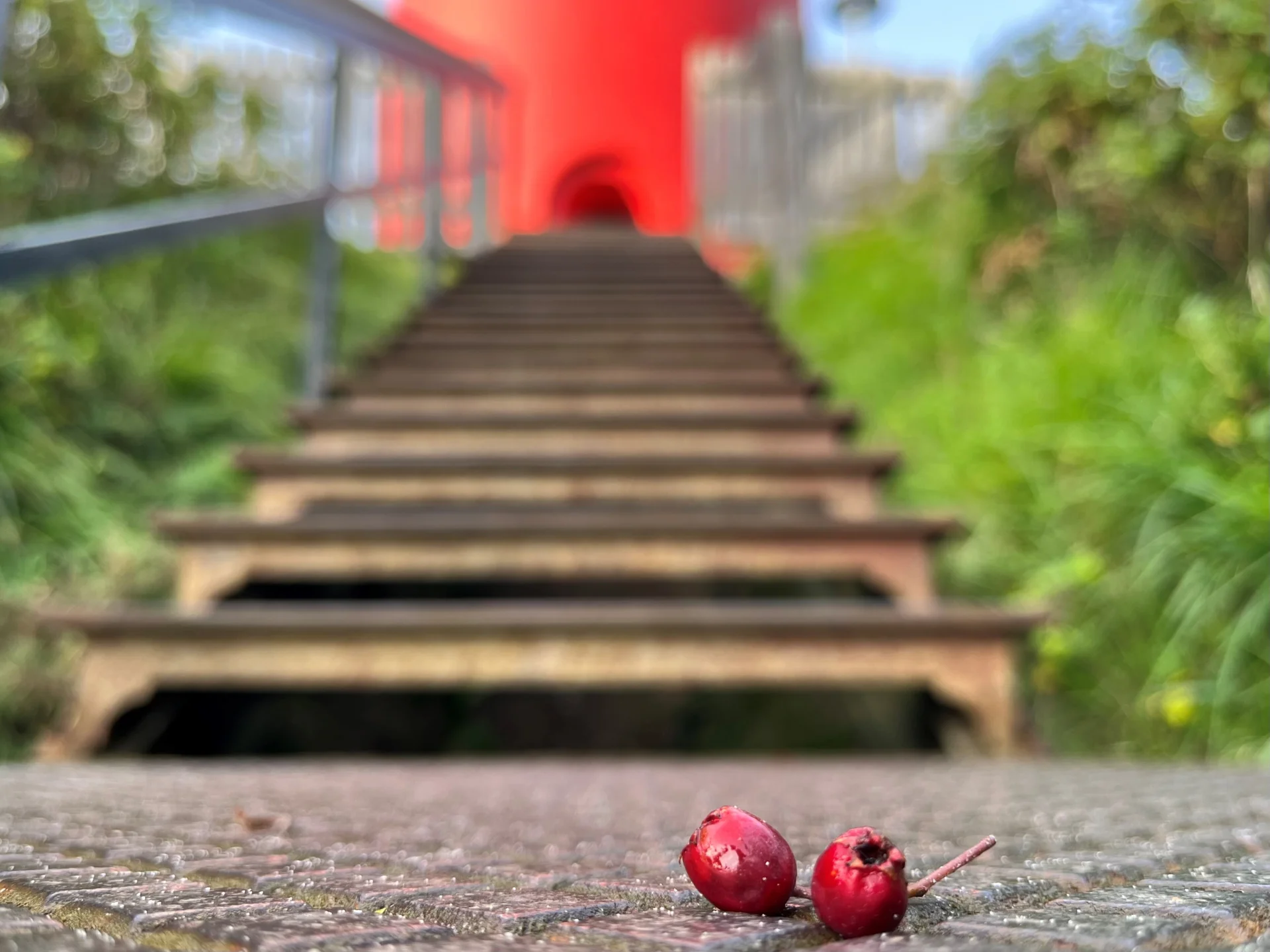 Leuchtturm_Hagebutte