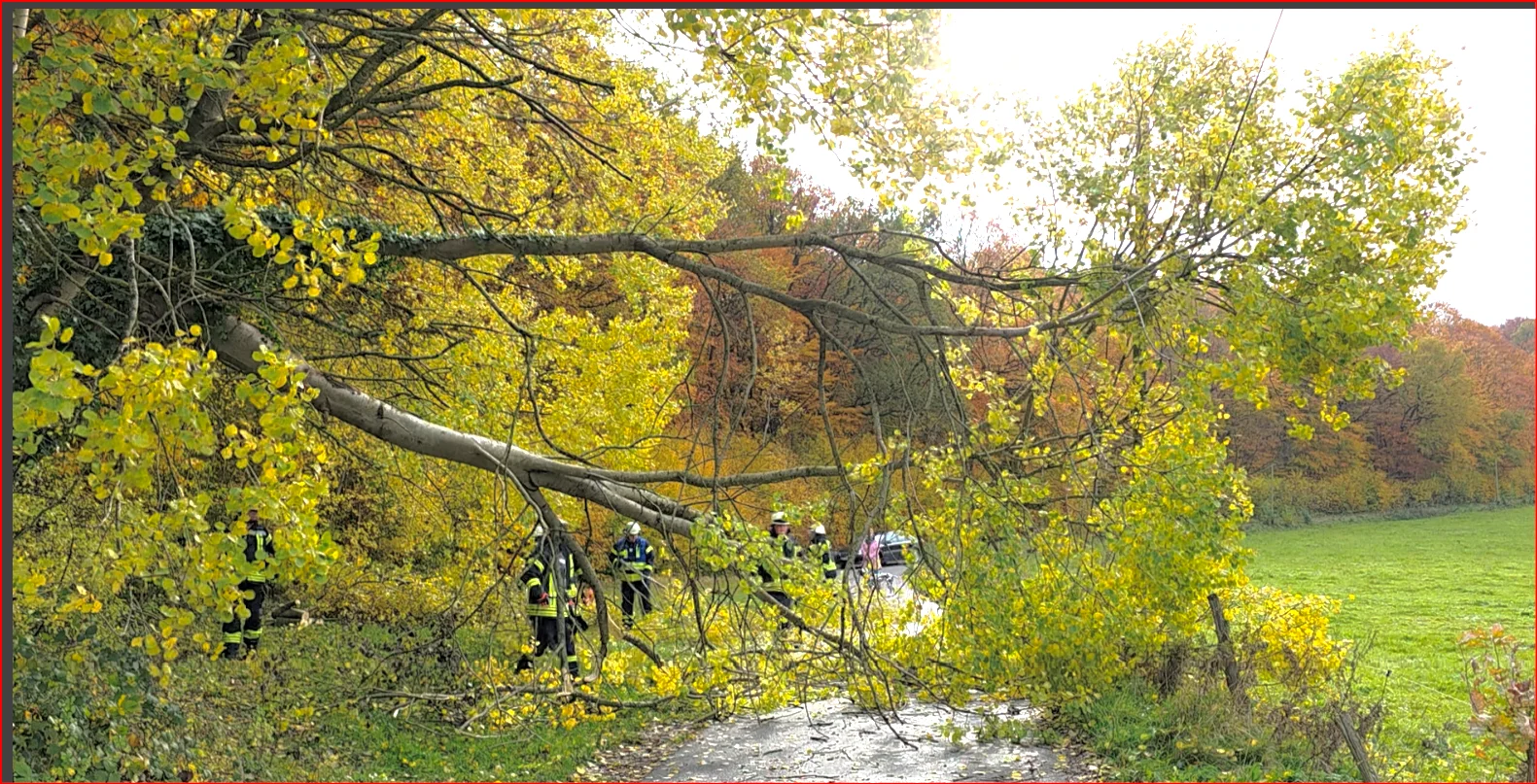 Teicher Weg Baum in Leitung