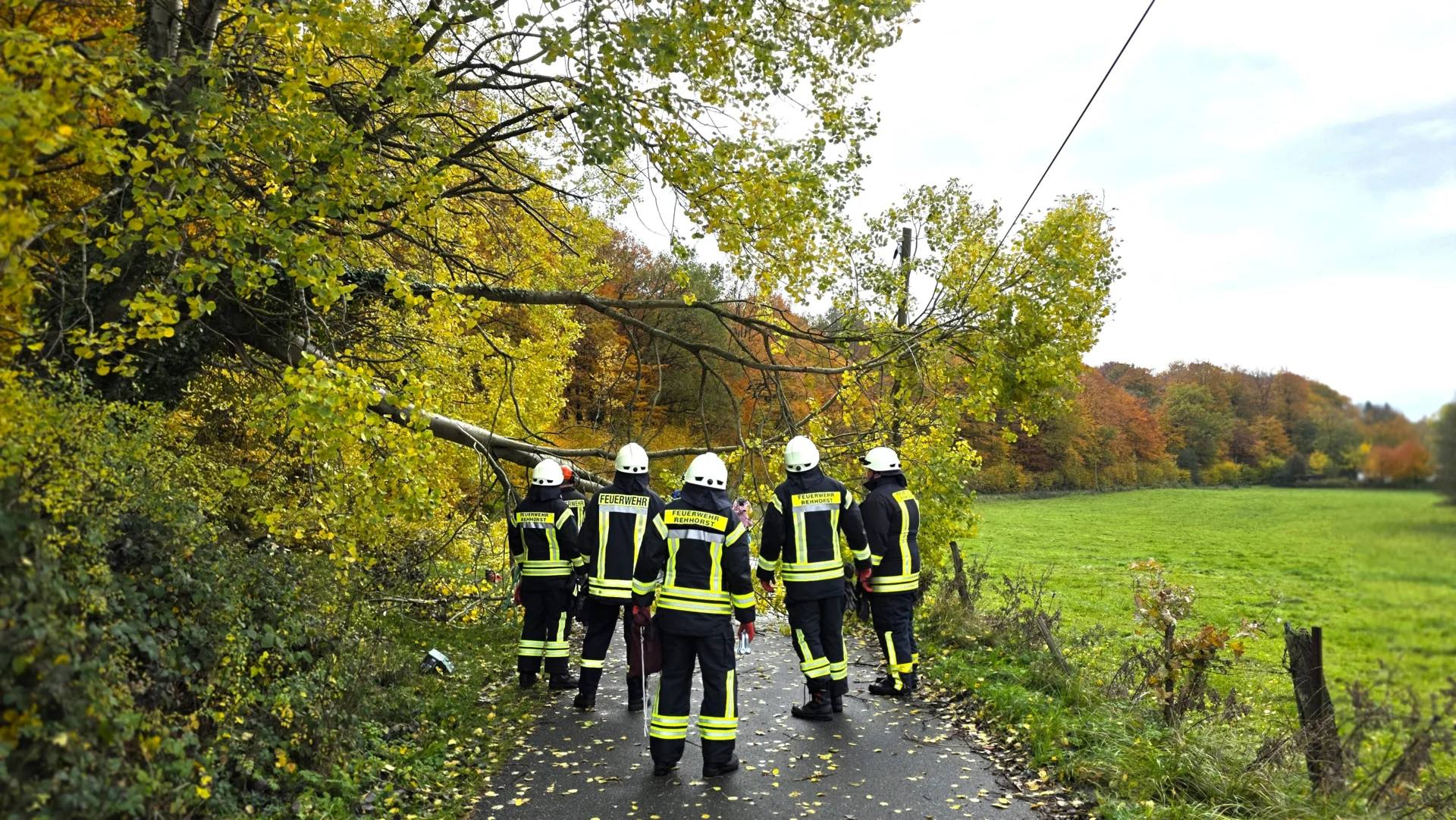 Teicher Weg Baum wird gesägt