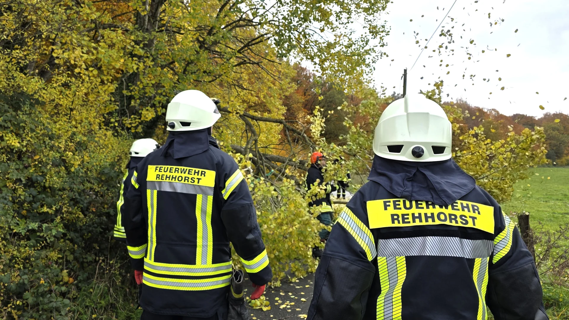 Baum fällt