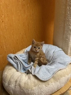 Bob