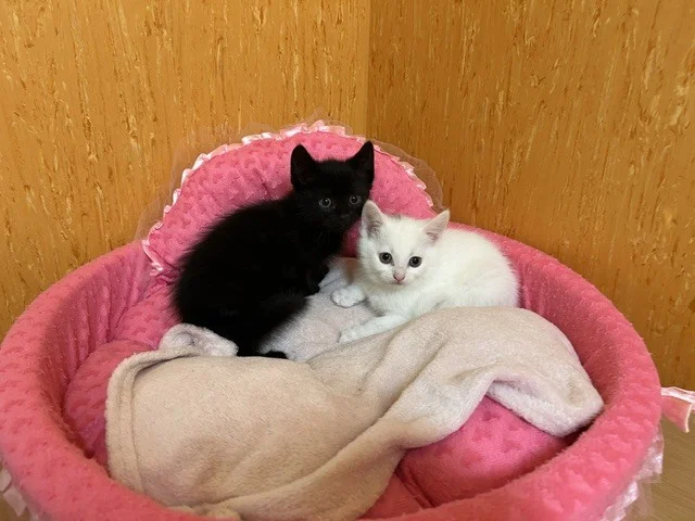 Lumi und Loki