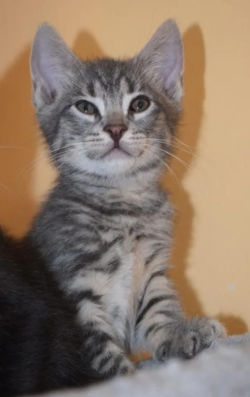 Monty