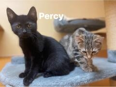 Nio & Percy