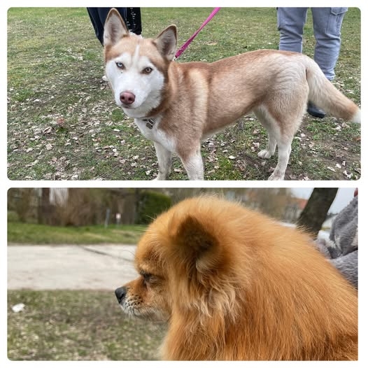 Fundhunde Groß Lüsewitz Aira