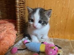 Kitten Hope