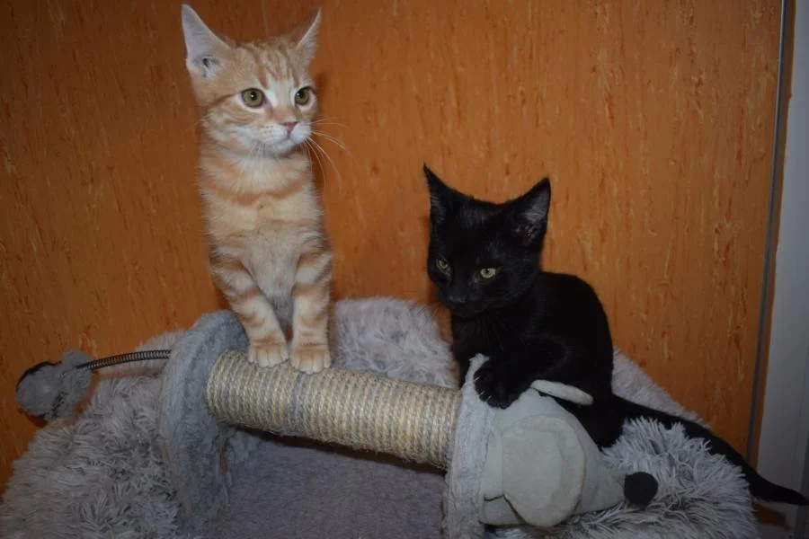 Peter & Olaf