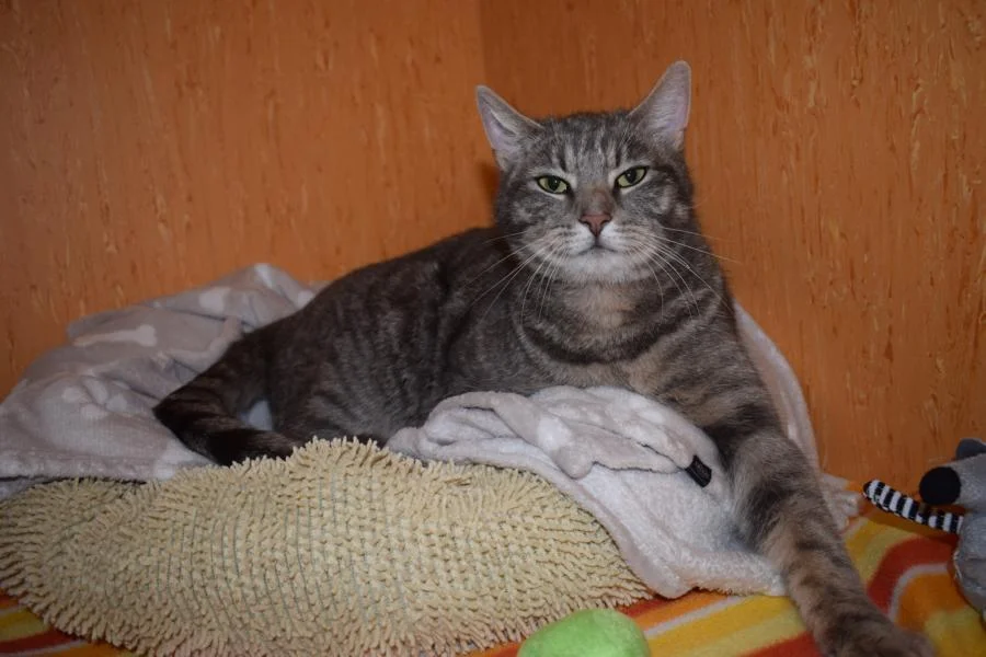 Lio