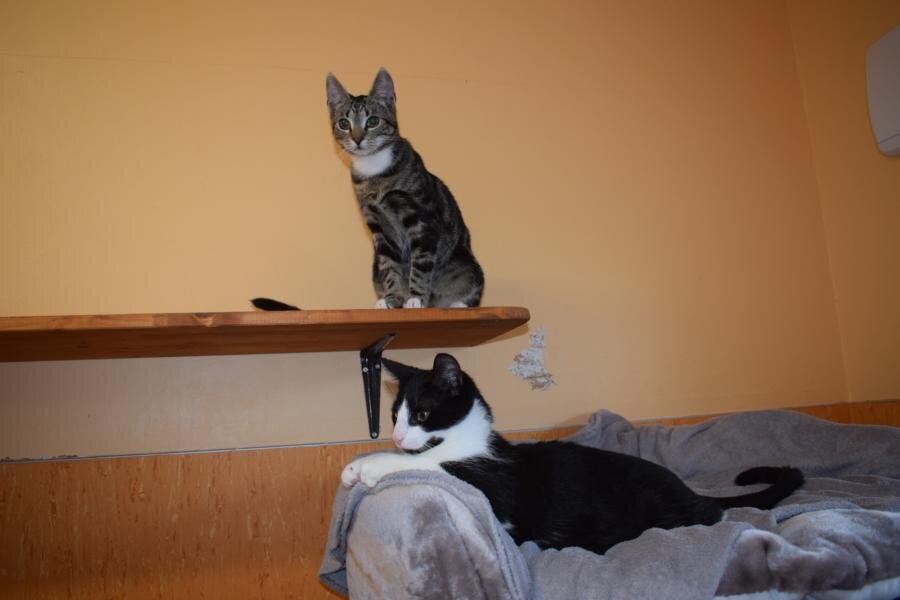 Moglie & Zuma