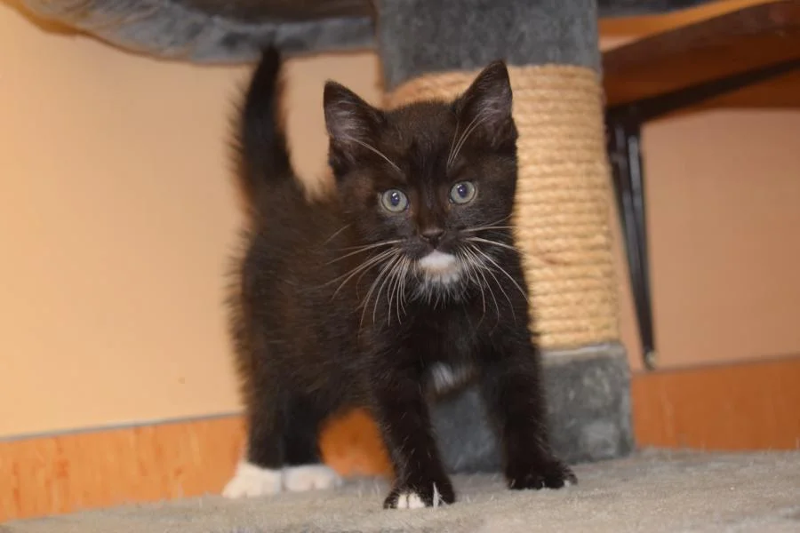 Arya