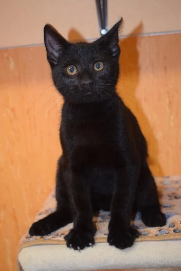 Oskar