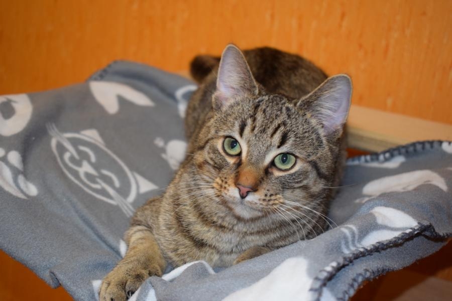 Sascha