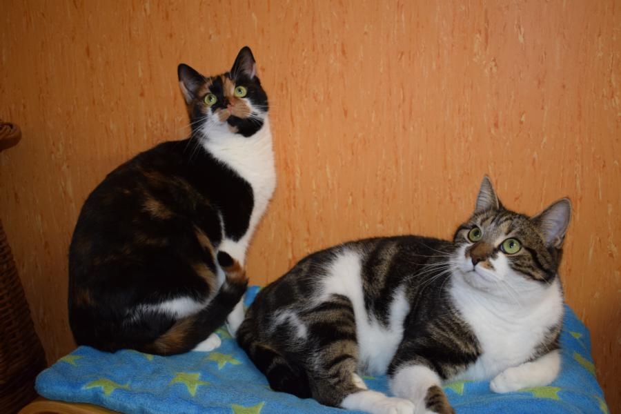 Petra und Franky