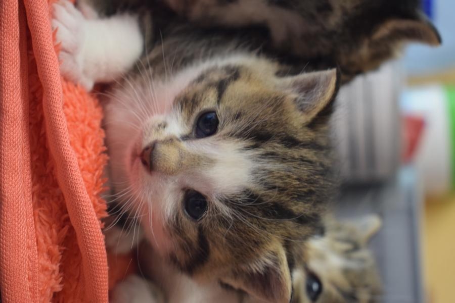Taira Kitten