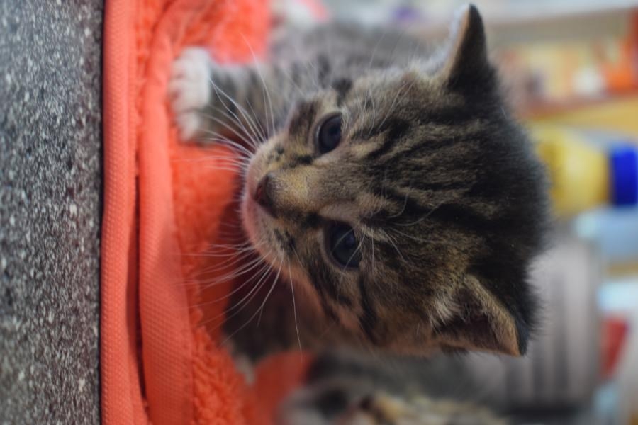 Taira Kitten