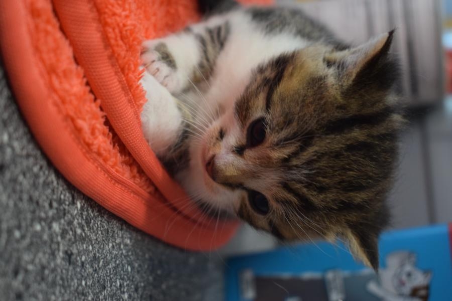 Taira Kitten