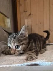 Mimi