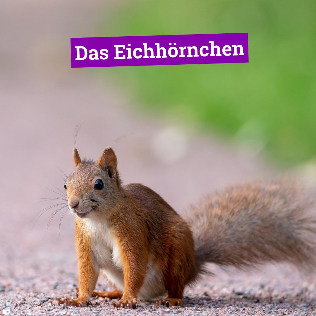 Eichhörnchen_