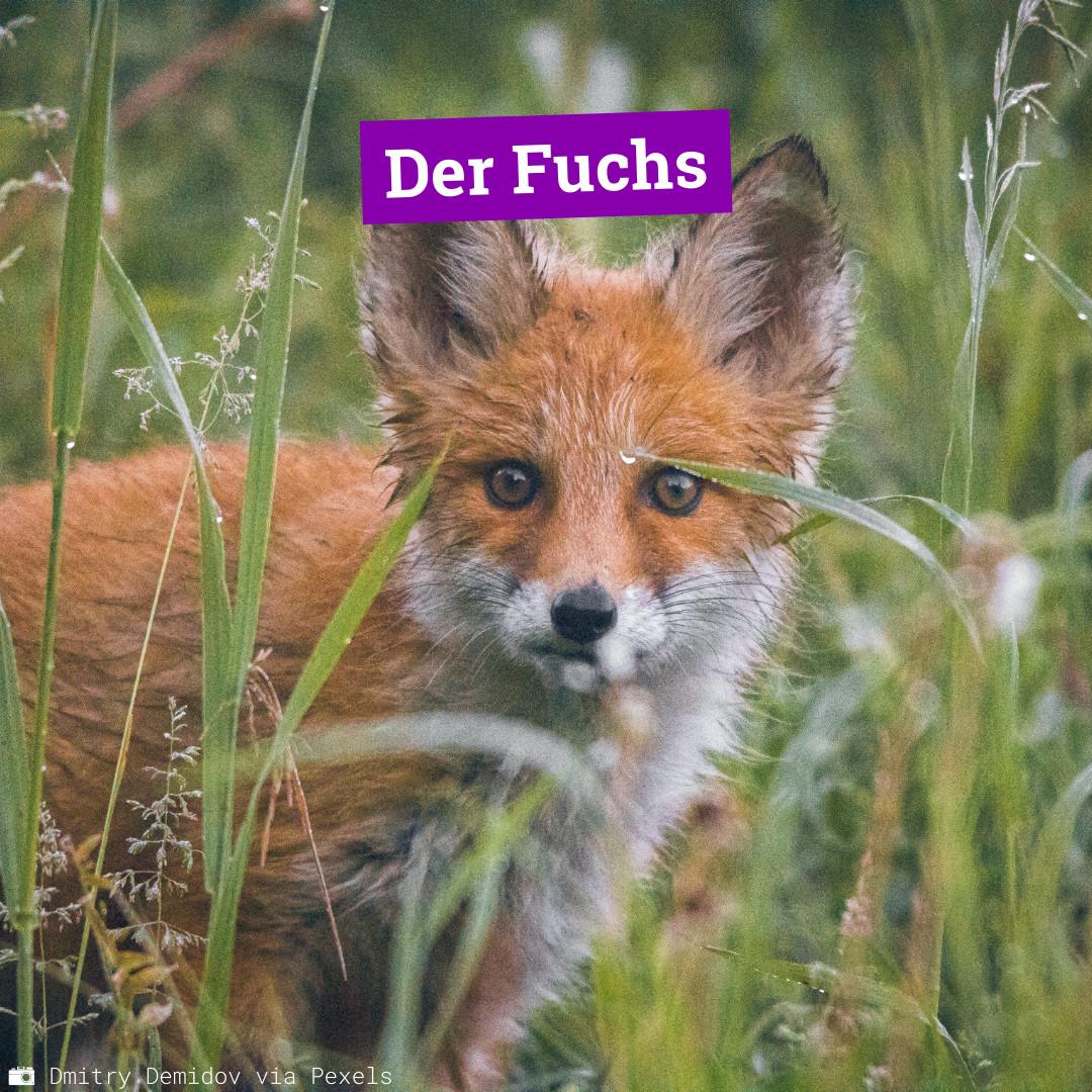 Fuchs_