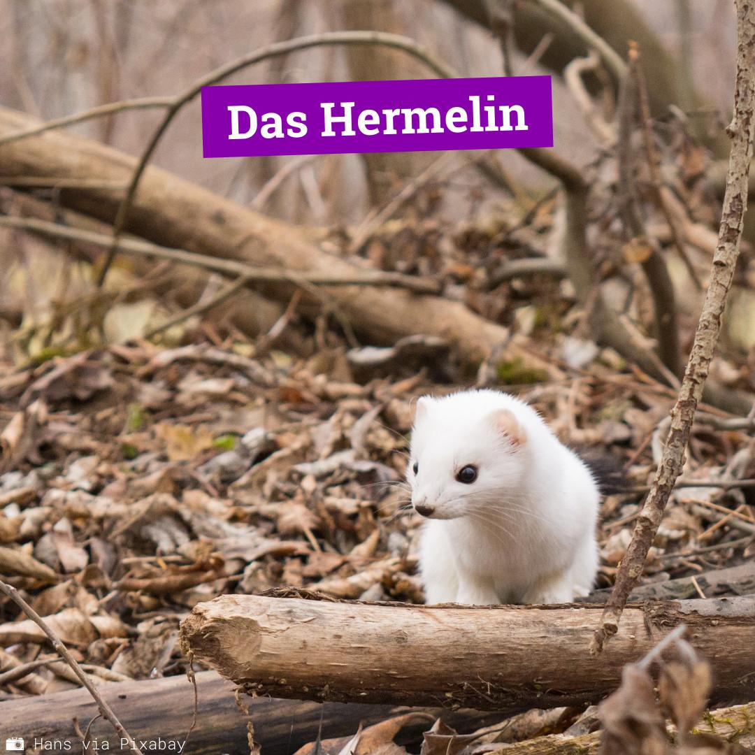 Hermelin_