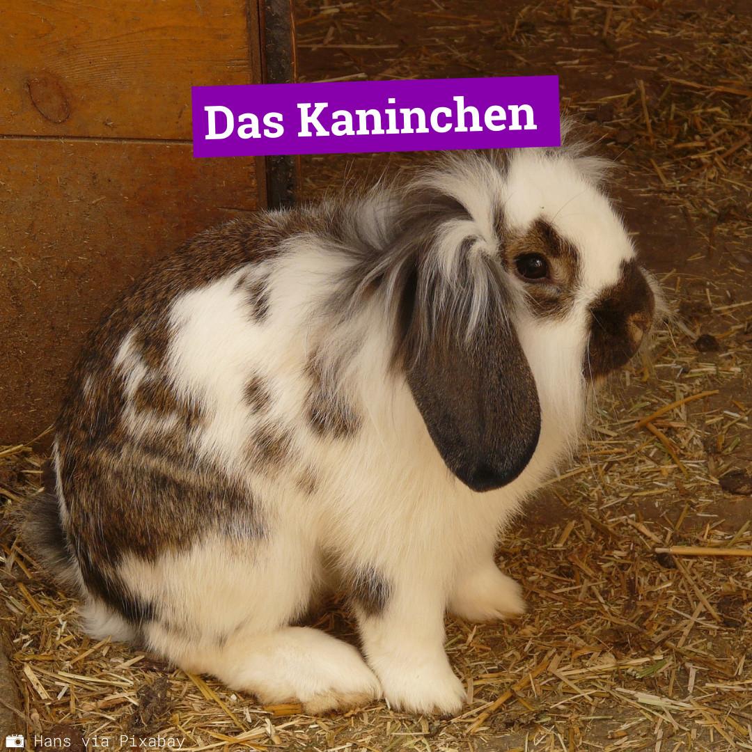 Kaninchen1_