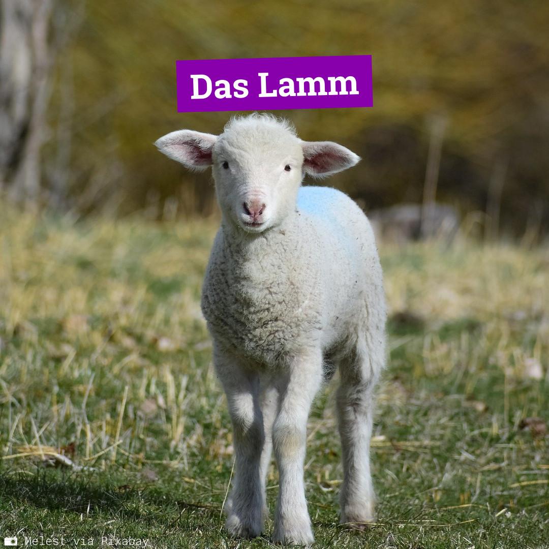 Lamm_