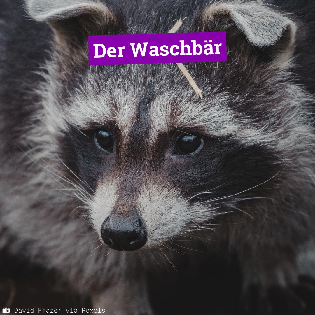 Waschbär_