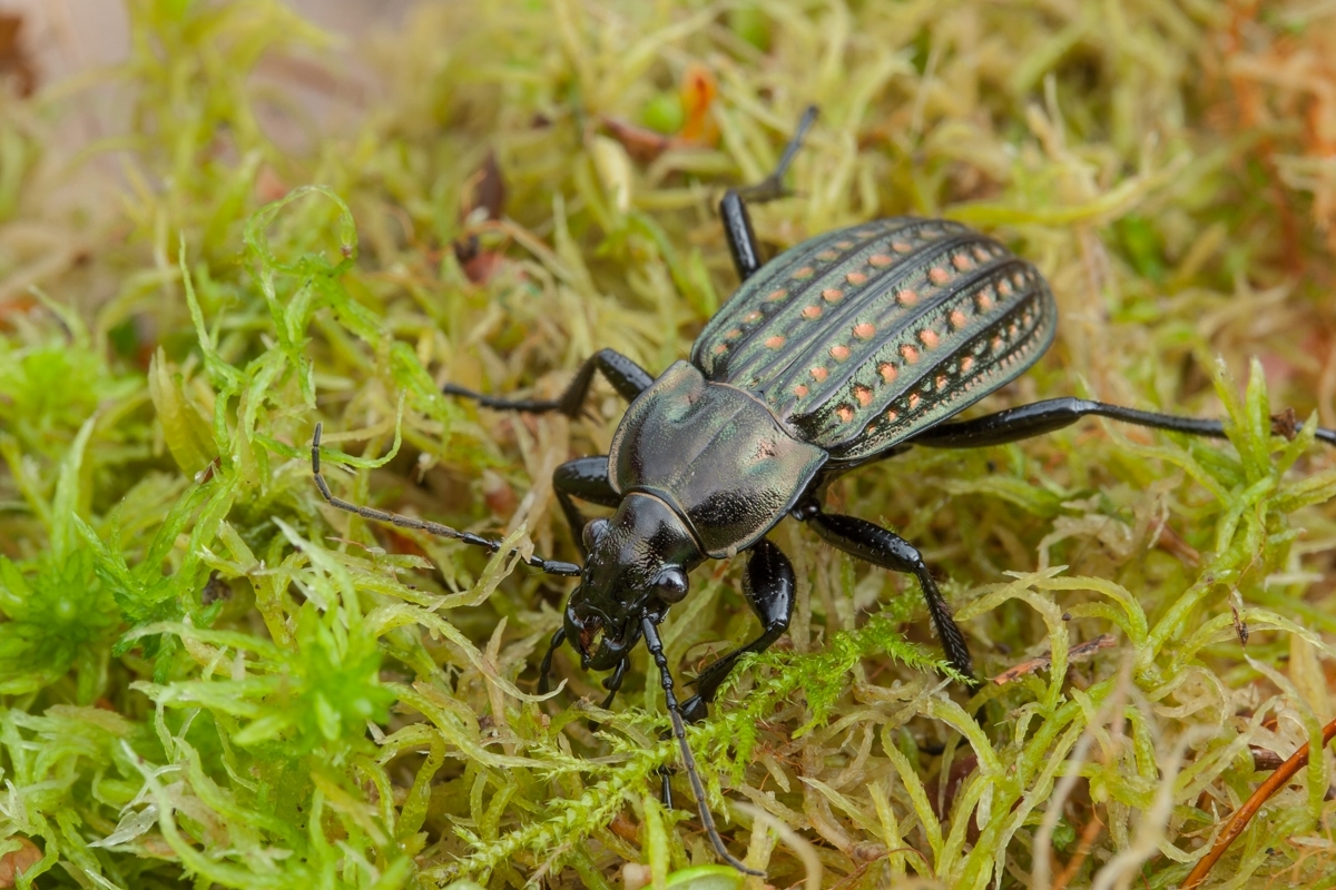 Uferlaufkäfer (© J. Gebert)