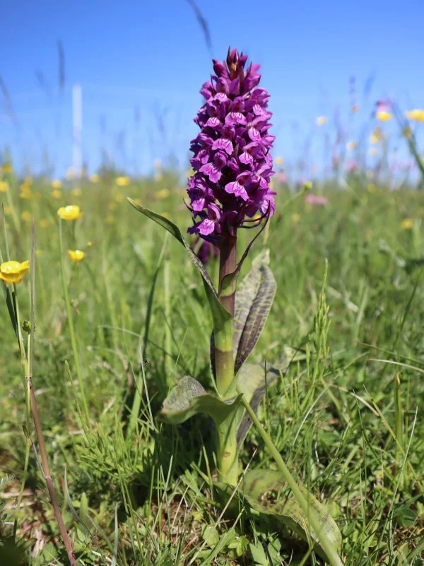 orchideenwunder