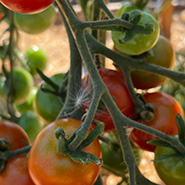 tomatenstrauch