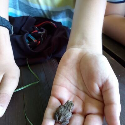 Frosch