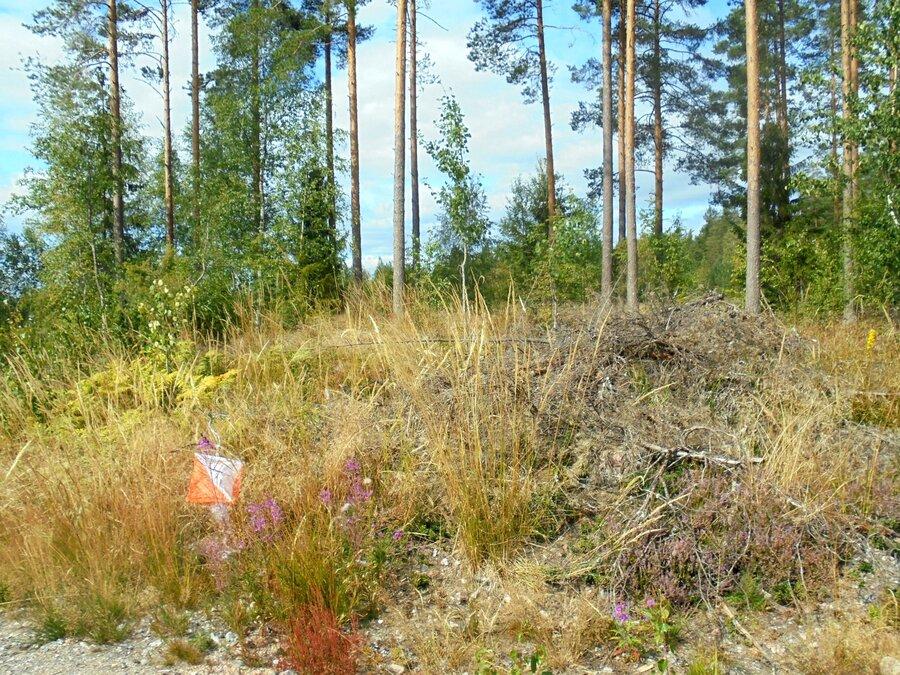 Ansicht des Biathlon Parkours im Wald