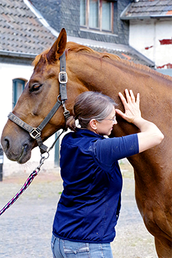 Physiotherapie für Pferde