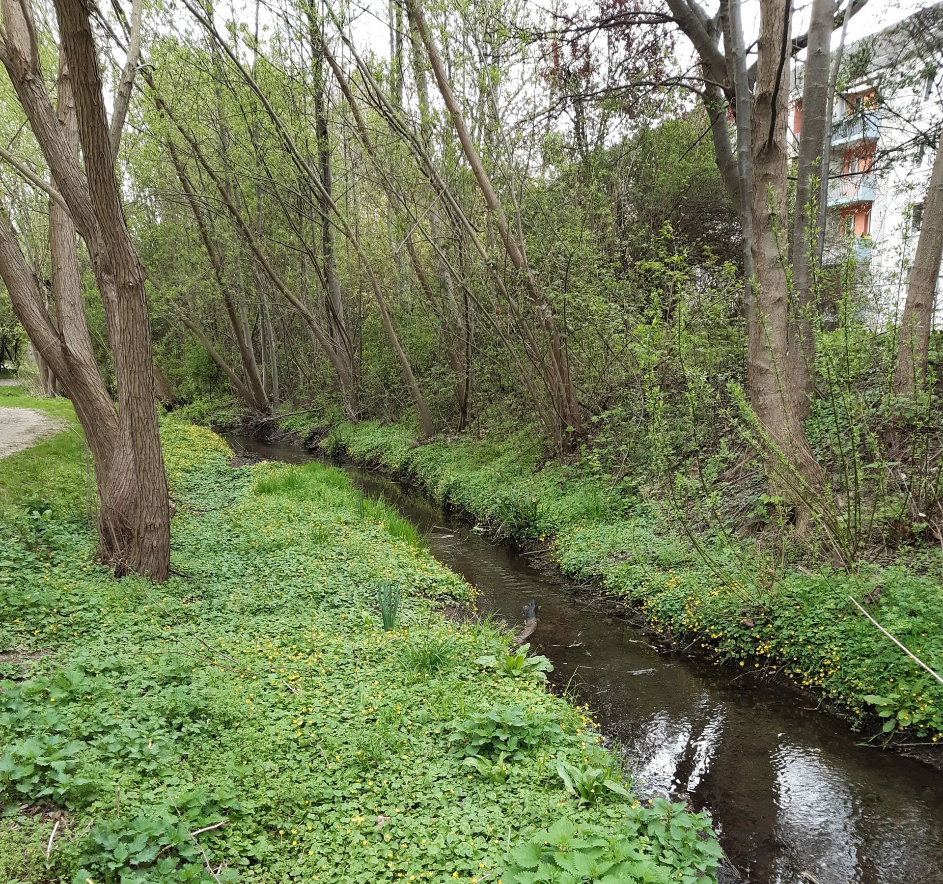 Auch in Ortslagen sind standortgerechte Gehölze möglich, die mit ihrer Beschattung gut für das Gewässer sind und zu einem schönen Ortsbild beitragen.