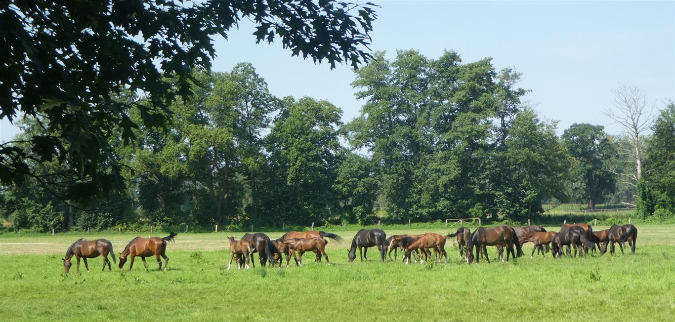 Pferde auf einer Weide unweit von Sieversdorf