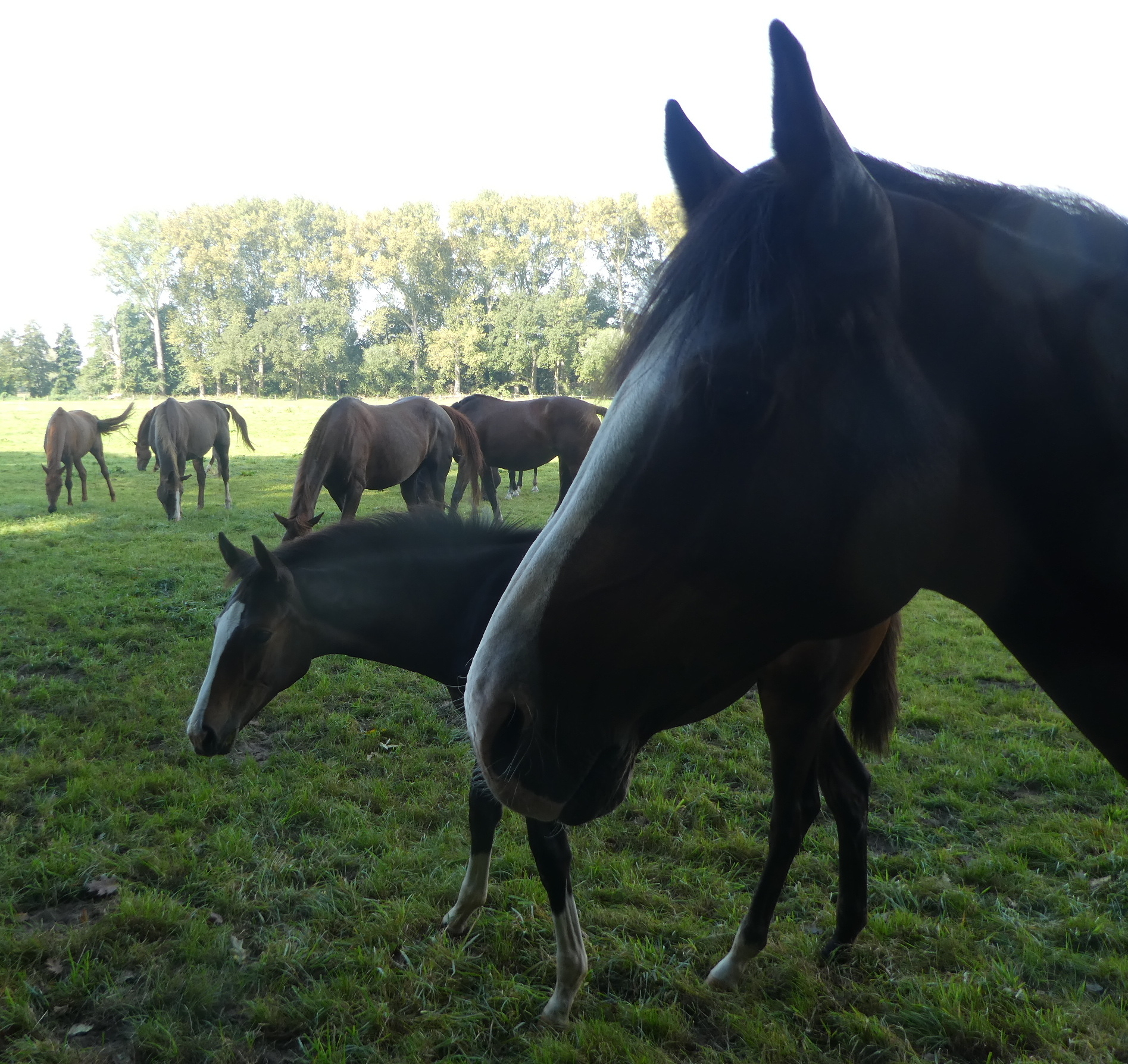 Pferde auf einer Weide unweit von Sieversdorf