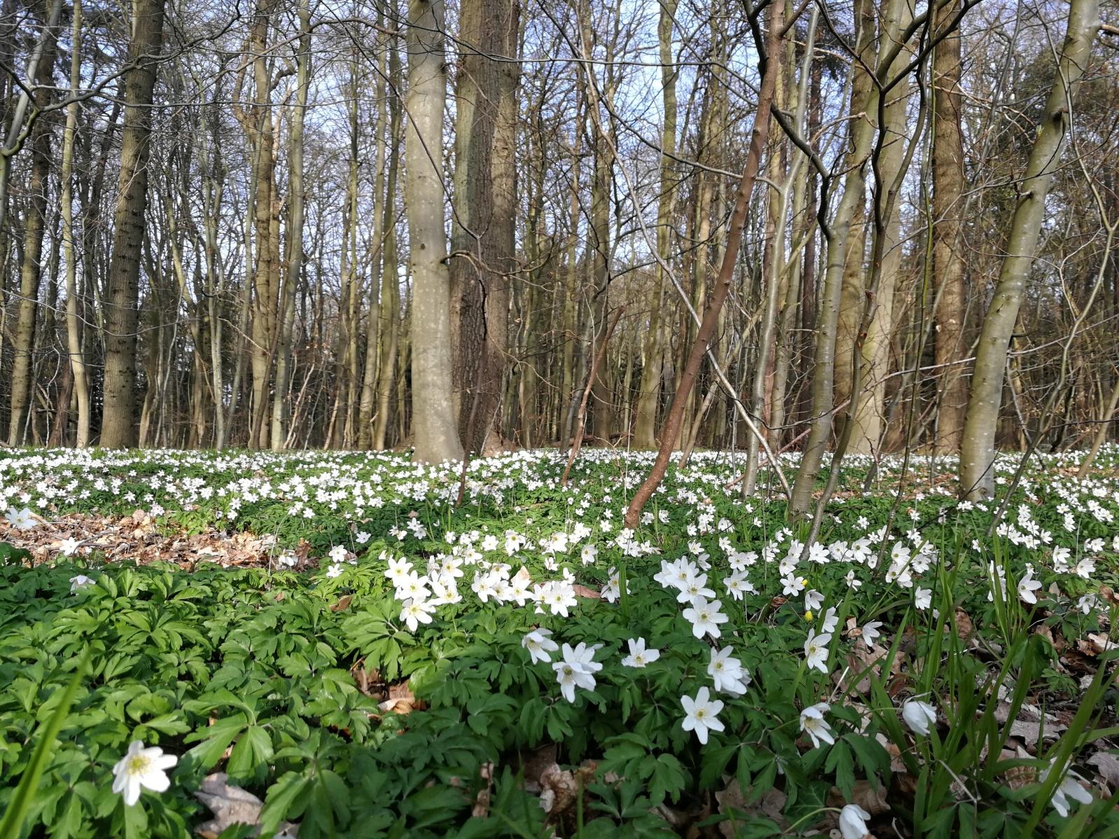 Frühlingserwachen