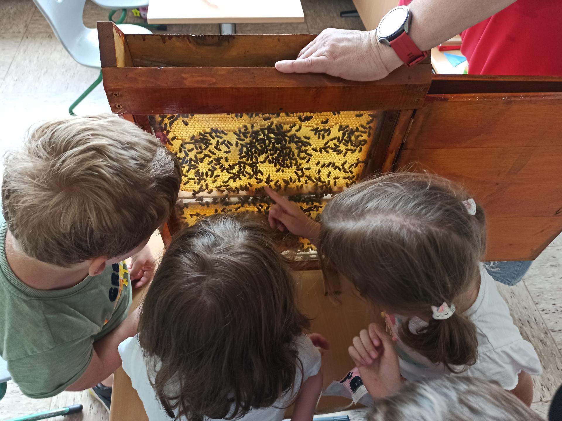 Bienenprojekt
