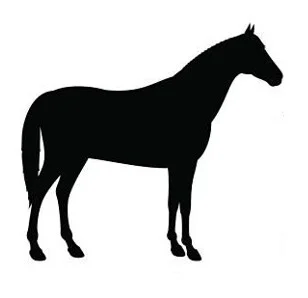 Pferd