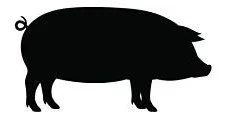 Schwein_Eber