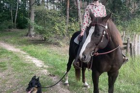 Pferd mit Reiter und Hund