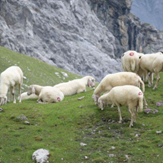 Weiße Bergschafe auf einem Berg