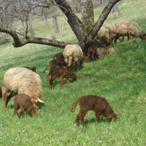 Mehrere Schafe auf einer Wiese