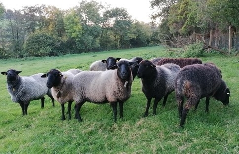 Rauhwolliges Pommersches Landschafauf eine Wiese